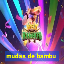 mudas de bambu