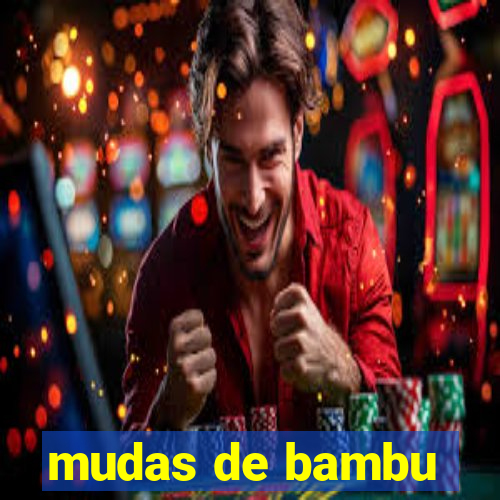 mudas de bambu