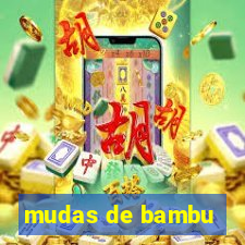 mudas de bambu