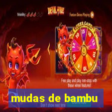 mudas de bambu