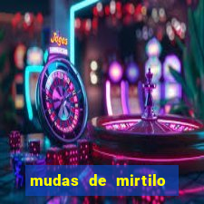 mudas de mirtilo em porto alegre