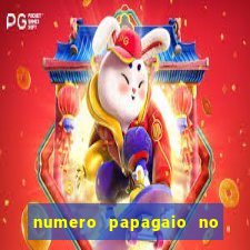 numero papagaio no jogo do bicho