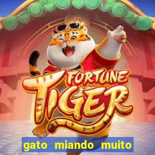 gato miando muito a noite o que fazer