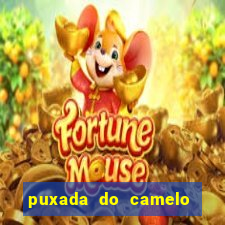 puxada do camelo no jogo do bicho