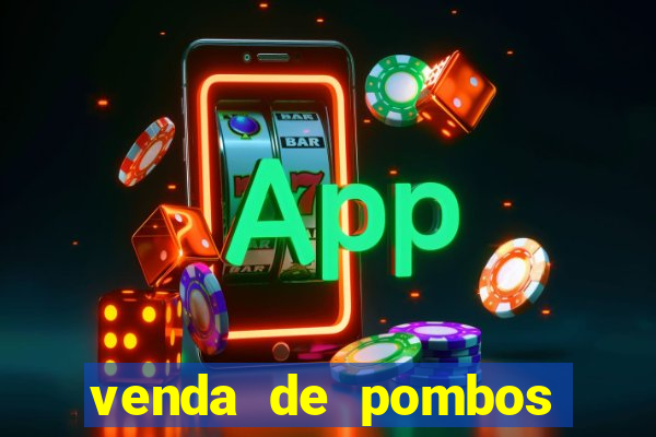 venda de pombos correios olx