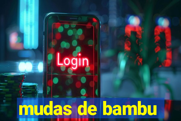 mudas de bambu